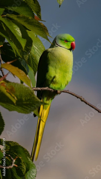 Obraz Halsbandsittich