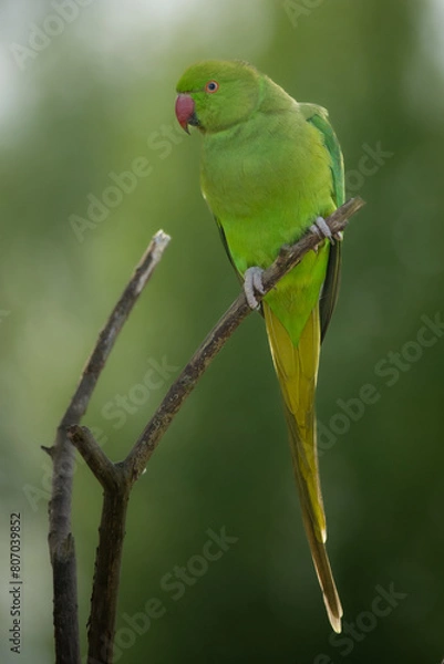 Obraz Halsbandsittich 