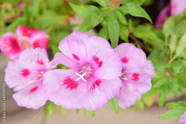 Fototapeta Azalea flowers bloom in the flower garden in the early spring beautiful
