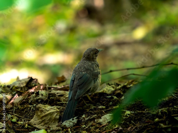 Obraz Blackbird in forest