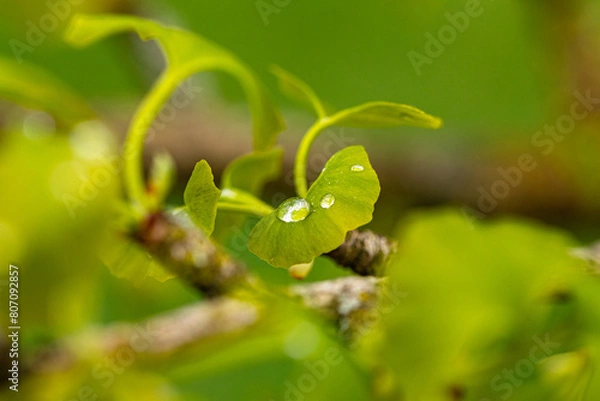 Obraz Makro von Regentropfen auf frischem Ginkgolaub