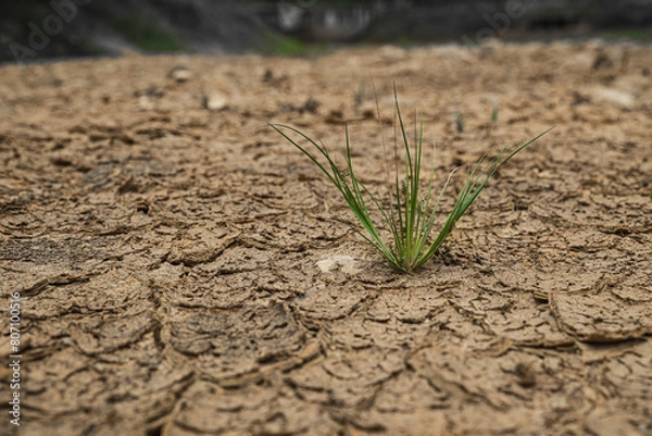 Fototapeta Plants and drought.