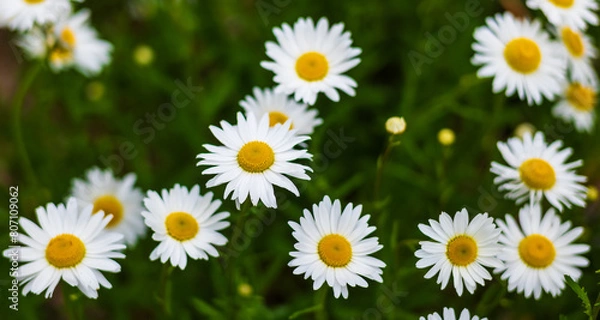 Fototapeta Daisies Up Close