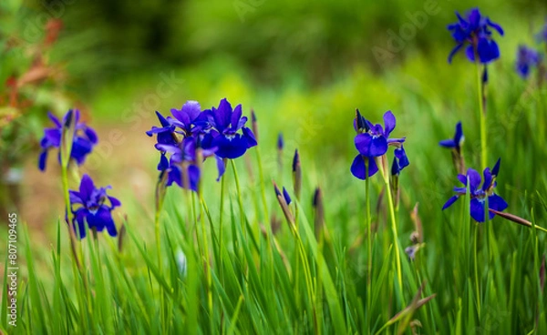 Fototapeta Iris In Grass