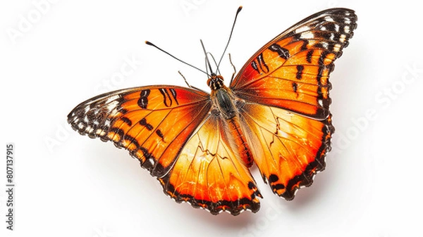 Obraz butterfly on white background