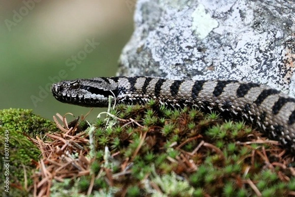 Fototapeta Vipera 