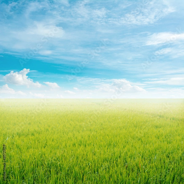 Obraz rice field and blue sky