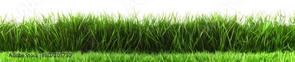 Obraz grass on a transparent background