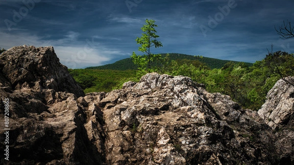 Fototapeta Mountain and forest