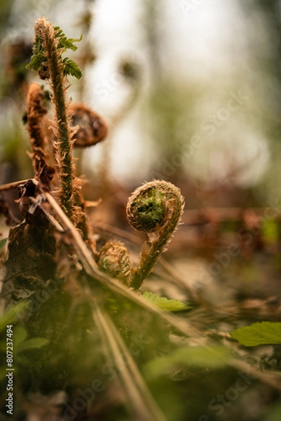 Obraz Grüner Wald, Wald in Deutschland, Flora, Pflanzen im Wald, Wachstum im Wald, Frühling