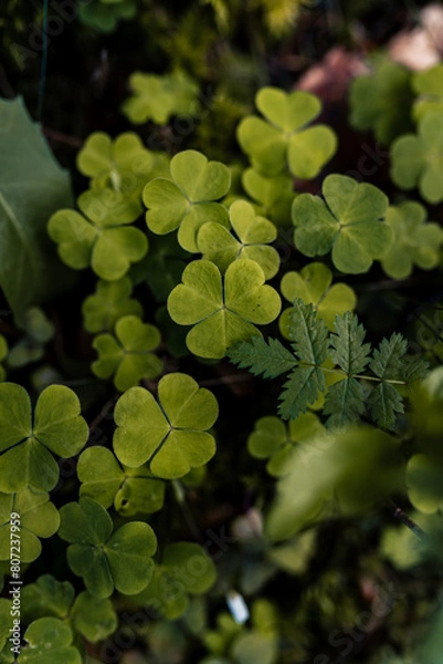 Obraz Grüner Wald, Wald in Deutschland, Flora, Pflanzen im Wald, Wachstum im Wald, Frühling