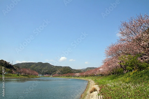 Fototapeta みなみの桜と菜の花