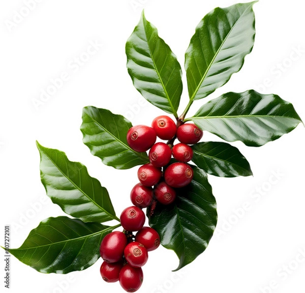 Fototapeta Red coffee cherries on a branch with leaves isolated
