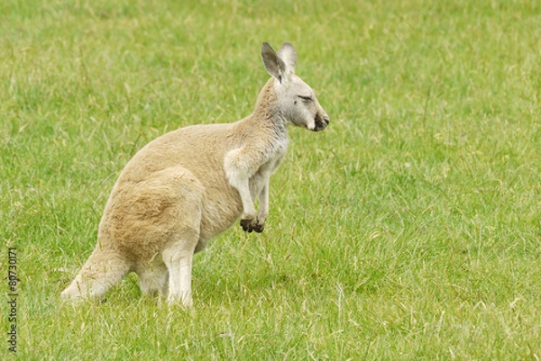 Fototapeta Portrait of a Wallaby 