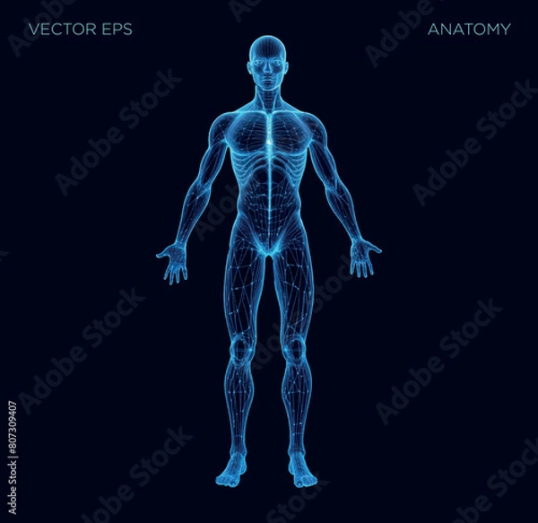 Fototapeta An abstract digital representation of the human body is depicted through a polygonal wireframe silhouette set against a backdrop of vibrant blue. This low-poly anatomy illustration exudes a futuristic
