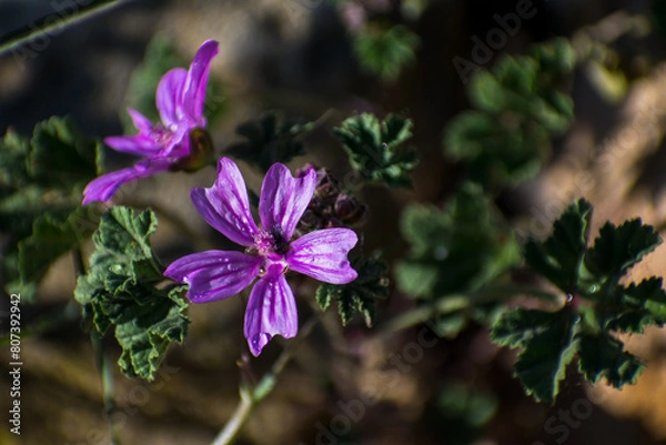 Obraz purple flower in the forest