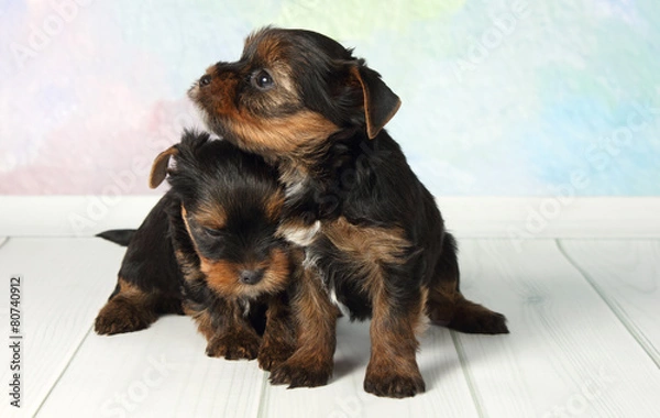 Obraz Two puppies Yorkshire terrier