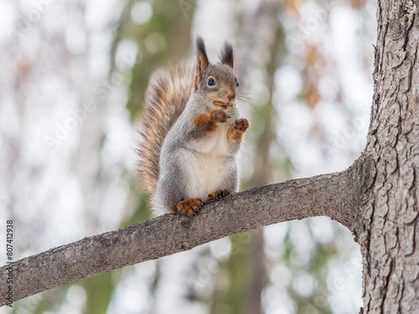 Fototapeta The squirrel with nut sits on tree in the winter or late autumn
