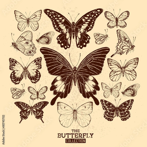 Fototapeta The Butterfly Collection