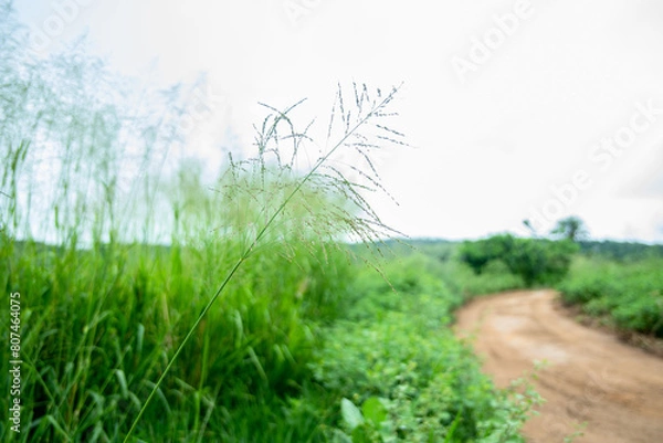 Obraz CAPIM COM SEMENTES