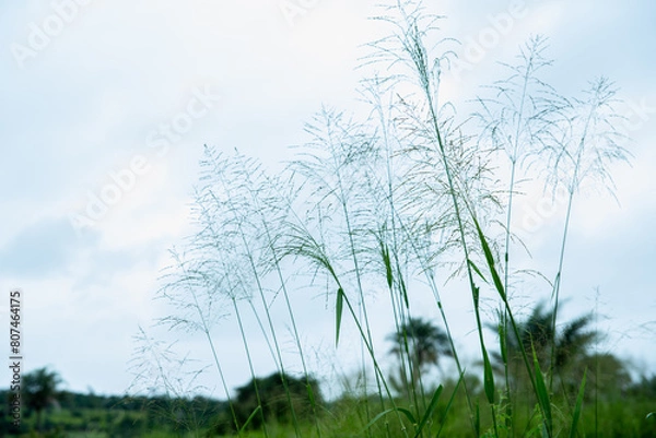 Obraz CAPIM COM SEMENTES