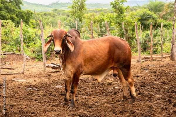 Obraz BOI DA RACA GIR LEITEIRO