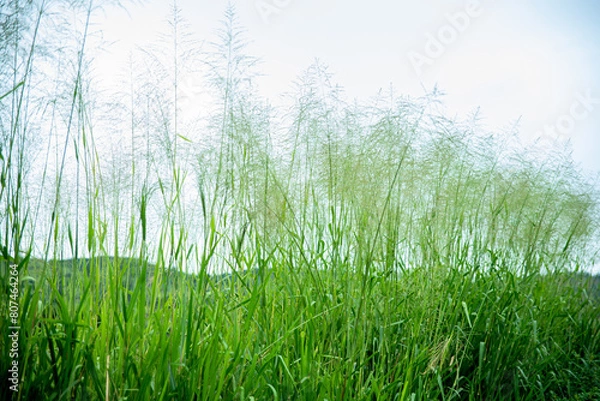 Obraz CAPIM COM SEMENTES