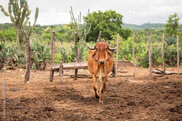 Obraz Vaca da Raca Gir Leiteiro