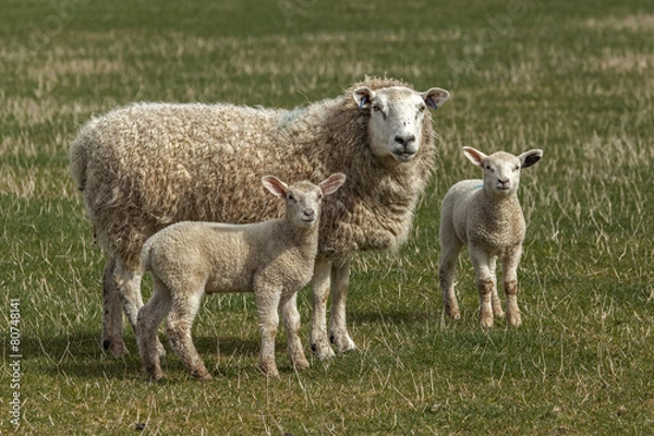 Fototapeta Sheep & lambs