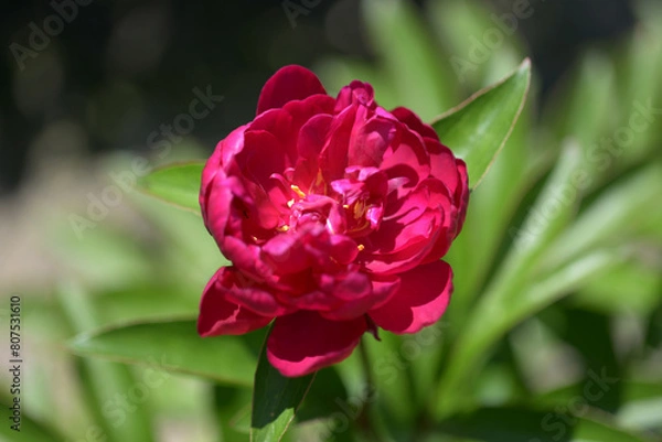 Fototapeta 漁火　シャクヤク