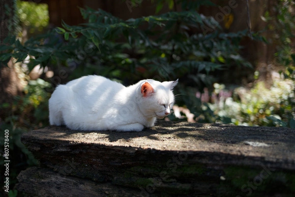 Obraz 座ってまったりしている白猫