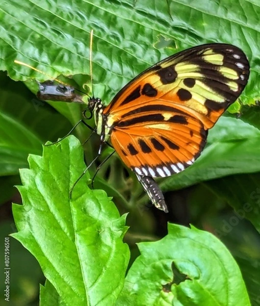Fototapeta butterfly on leaf