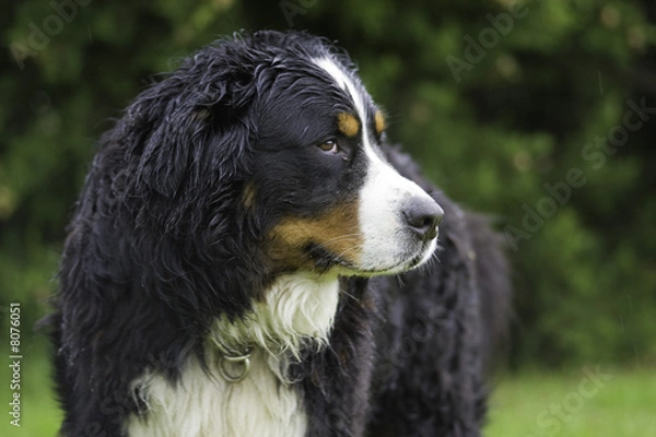 Obraz Bouvier bernois