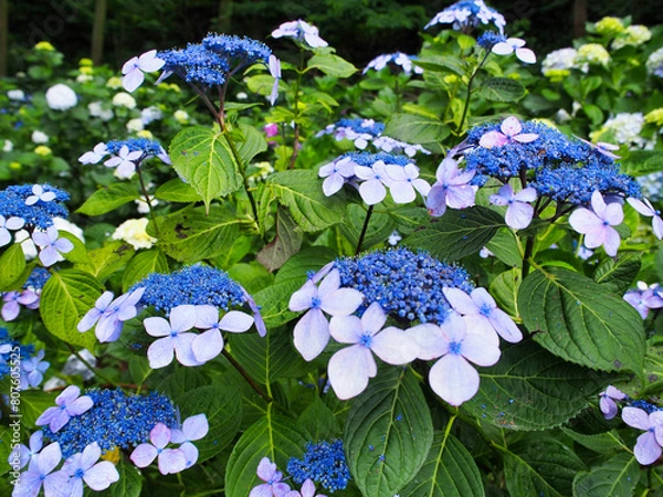 Obraz アジサイ　渋川市　小野池あじさい公園