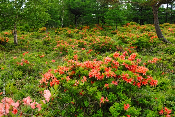 Fototapeta レンゲツツジ　群馬県湯の丸高原