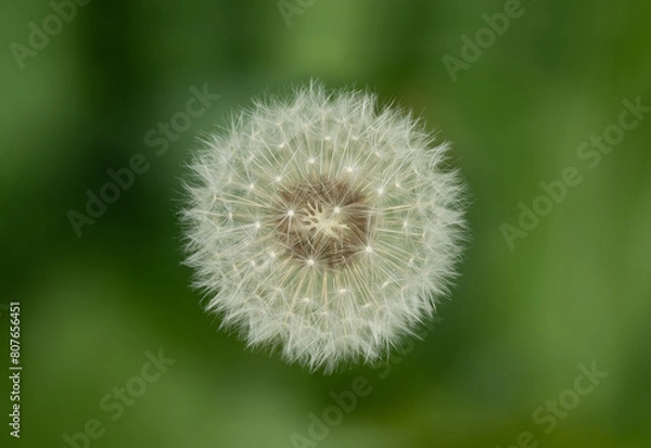 Fototapeta Dandelion close-up macro top view