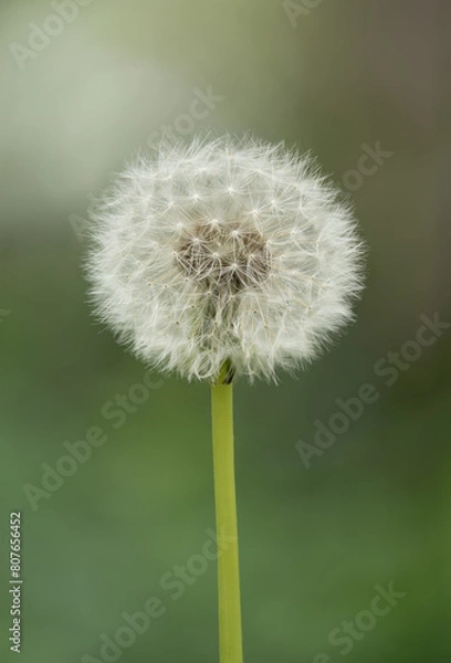Obraz Dandelion close-up macro