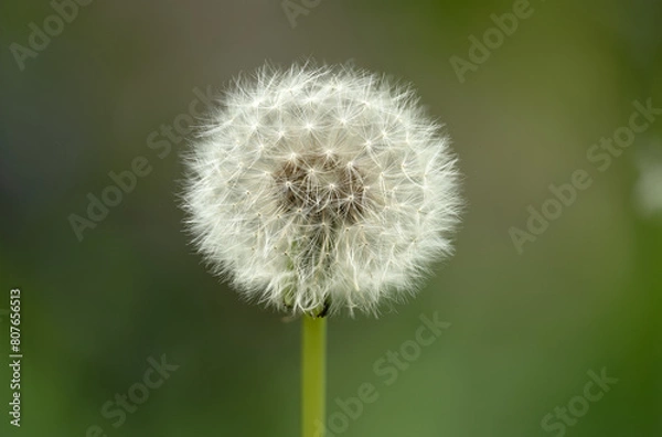 Fototapeta Dandelion close-up macro