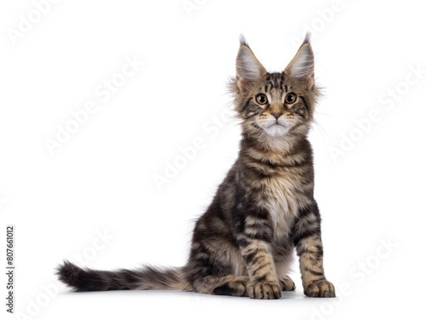 Fototapeta Sweet black tabby Maine Coon cat kitten, sitting up facing front. Looking straight to camera. Isolated on a white background.