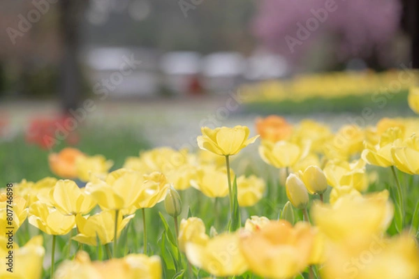 Fototapeta 黄色いチューリップ