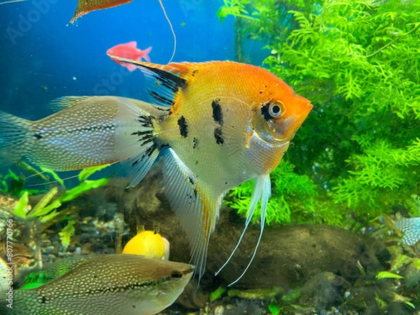 Obraz Les poissons dans un aquarium