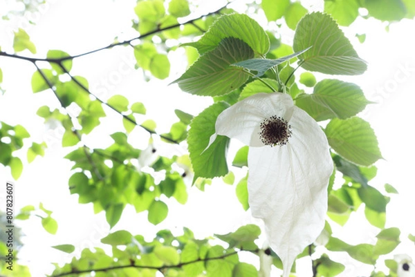 Obraz 見上げるハンカチの木