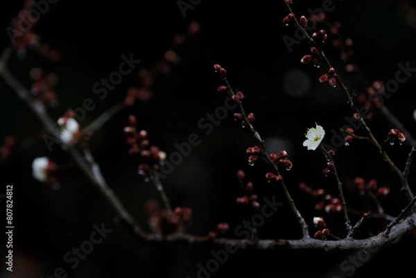 Obraz 雨に濡れた早咲きの梅