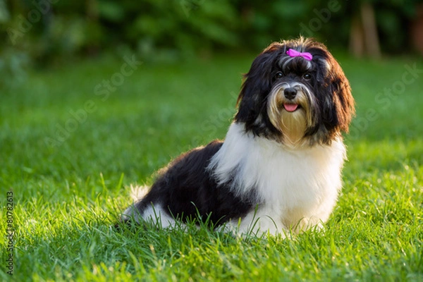 Fototapeta Happy black and white havanese puppy dog is sitting in the grass