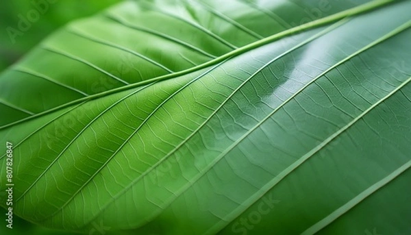 Obraz 葉脈テクスチャ素材