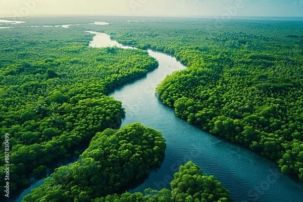 Fototapeta Aerial top view of a dense green mangrove forest, captured by drone, symbolizing carbon neutrality and sustainability efforts