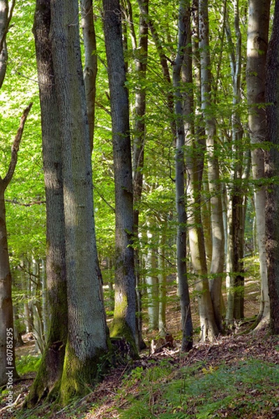 Fototapeta Mixed forest