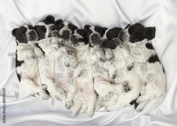 Obraz English Cocker Spaniel Puppies.