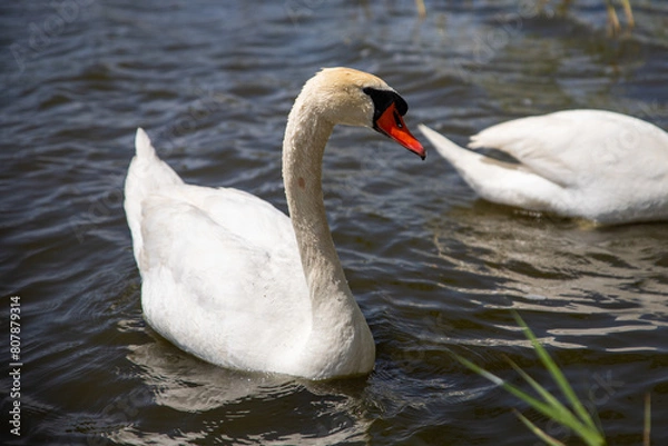 Obraz Beautiful swan on the lake