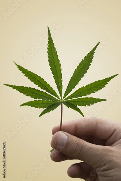Obraz A Marijuana Leaf in a Man's Hand